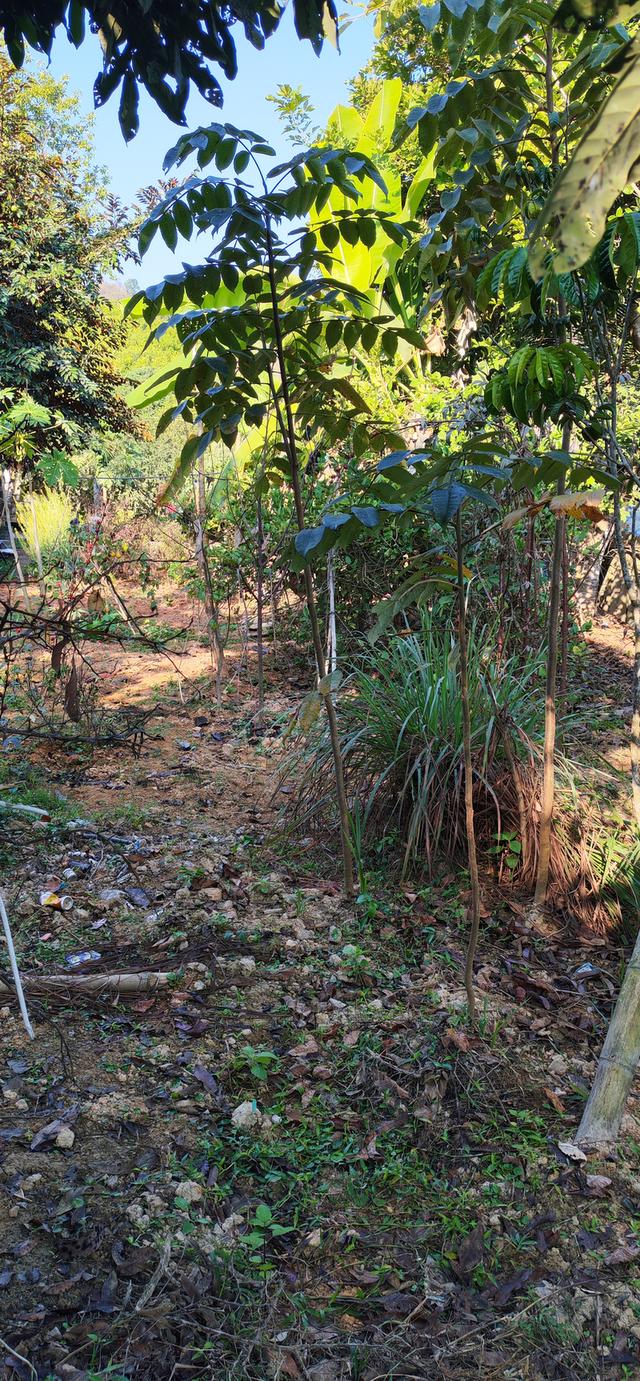 บ้านพร้อมที่ดินใกล้ตัวเมืองเชียงราย ใกล้วัดห้วยปลากั้ง 14