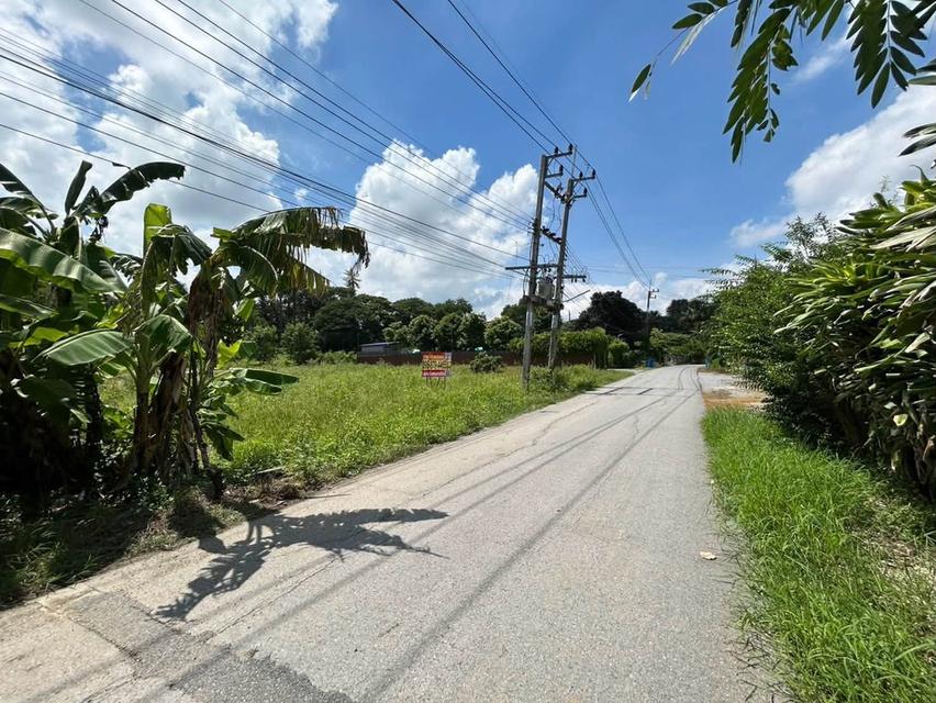 ขายด่วนที่ดิน 345 ตรว ติดถนนลาดยางสาธารณะ ถมแล้ว ต.แหลมบัว อ.นครชัยศรี จ.นครปฐม 5