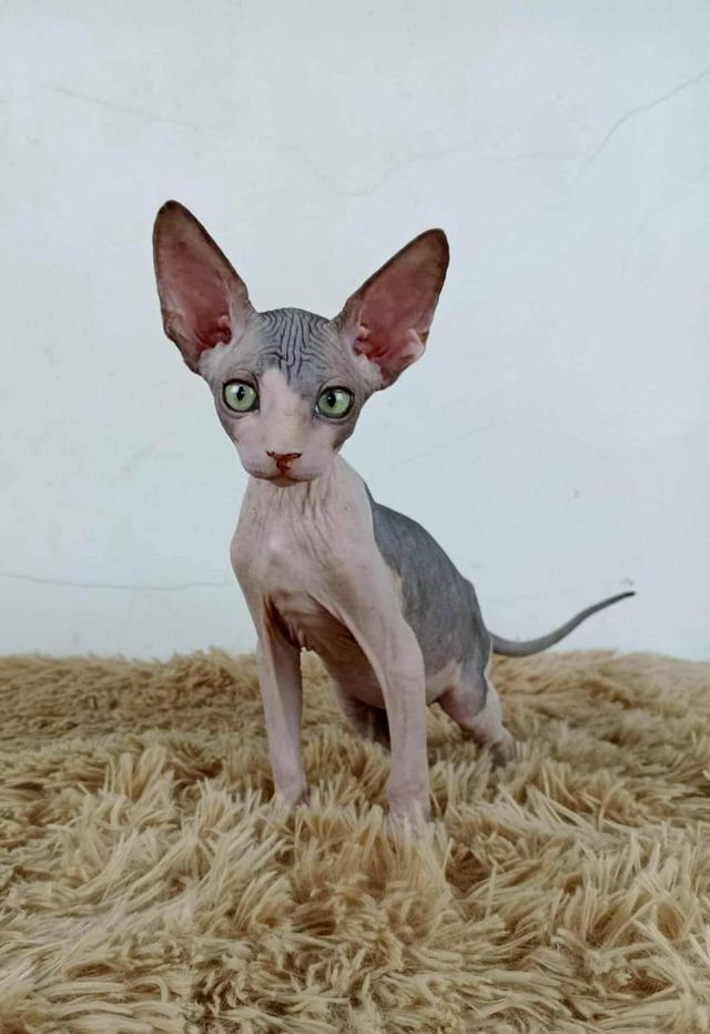36.แมวสฟิงซ์/เพศผู้ Sphynx Cat/Male 6