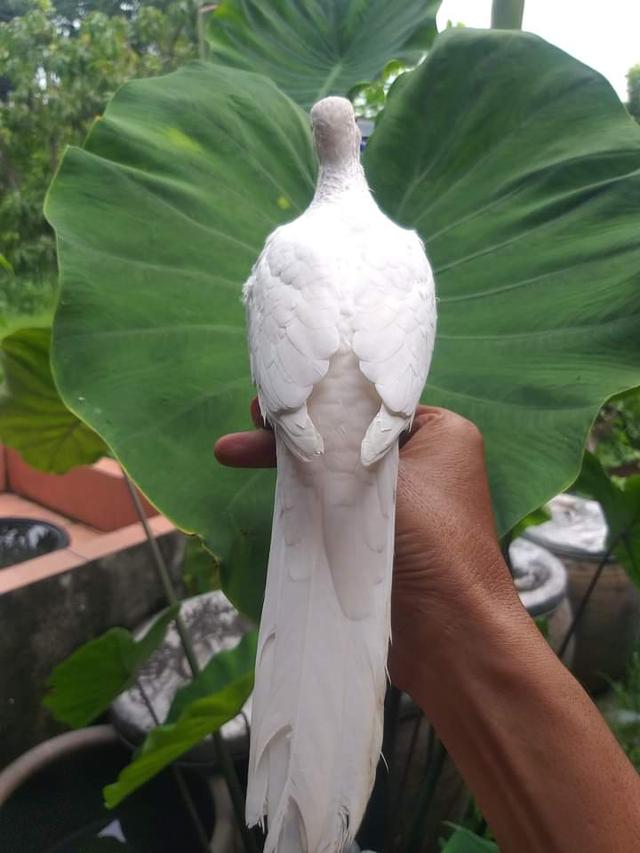 นกเขาใหญ่สีขาวนวล 3