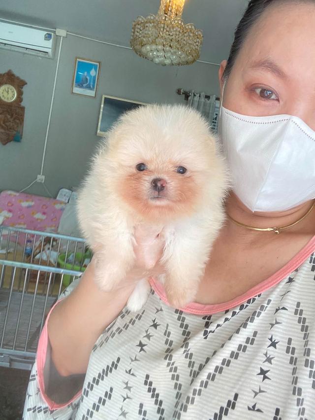 น้องลูกปอมแท้ ทีคัพ มินิ ไซสเล็ก มาดูตัวจริงได้นะคะ