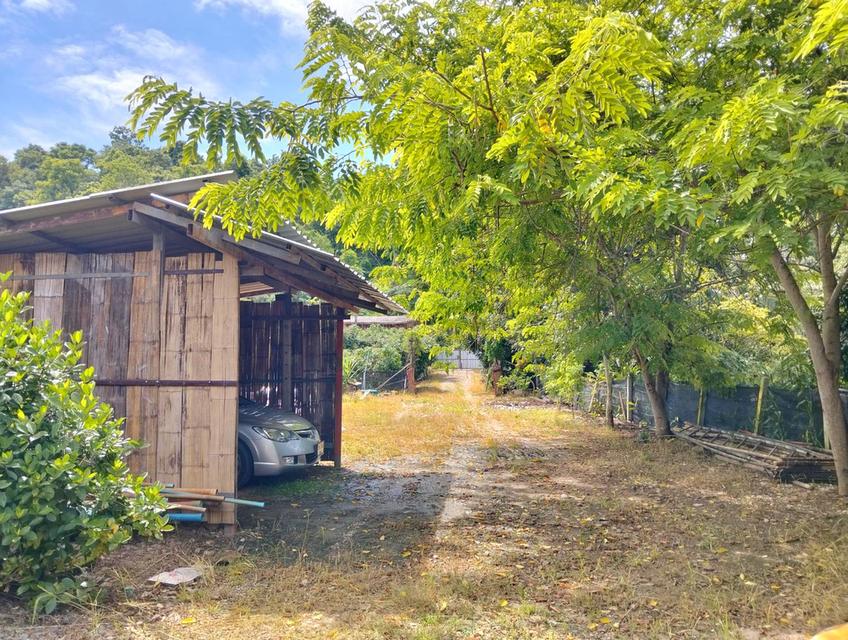 ขายที่ดินวิวดอยหลวงเชียงดาว – ทำเลทอง อ.เชียงดาว จ.เชียงใหม่ 6