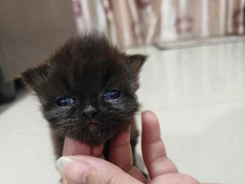 แมวเปอร์เซีย