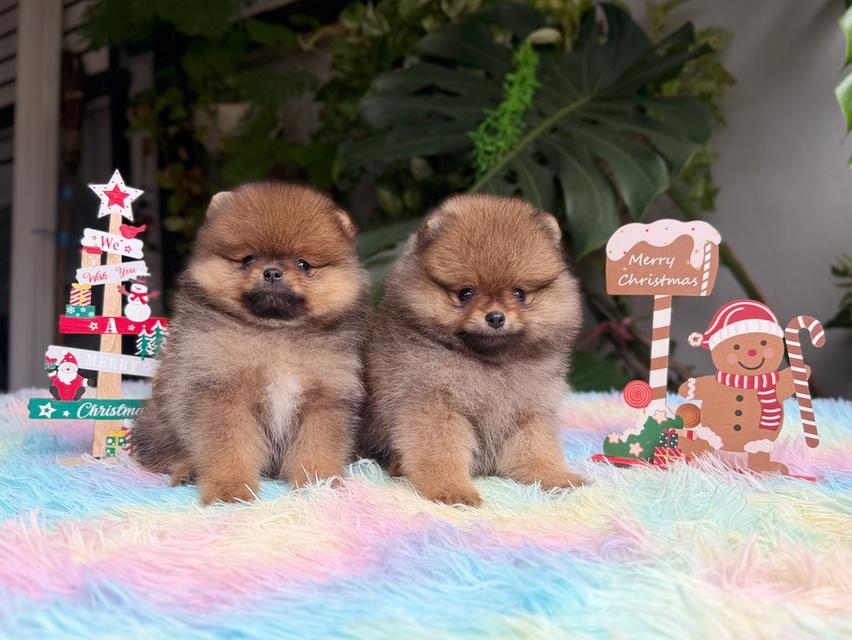 ปอมแท้ไซส์เล็กสีส้มเพศเมีย