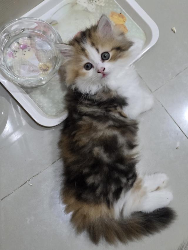 น้องแมวขาสั้น 3 สี ขนปุย 13