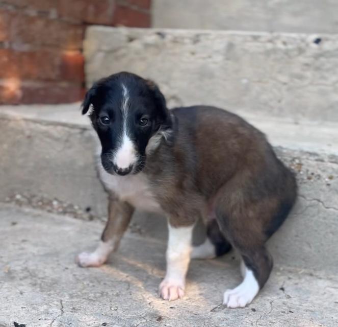 ขายลูกสุนัข Borzoi