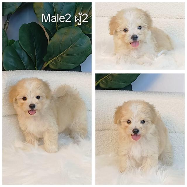 maltipoo มอลติพู เพศผู้ สีน้ำตาลขาว พร้อมวัคซีน5โรคเข็มแรก ถ่ายพยาธิ ใบรับรองจากสัตว์แพทย์ รับประกันสุขภาพ ส่งได้ทั่วไทย ทั้งทางรถ และเครื่อบิน