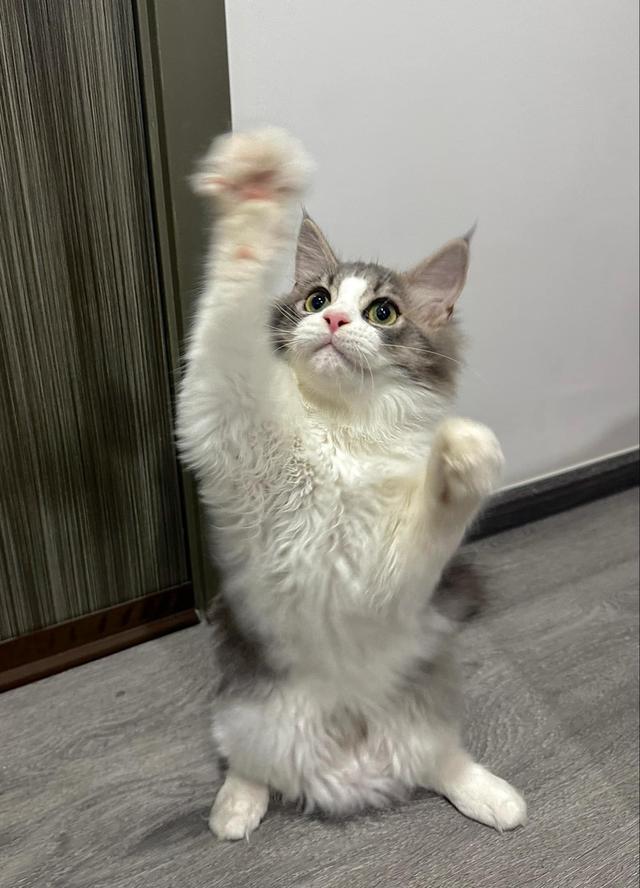 เมนคูนเปอร์เซีย 8