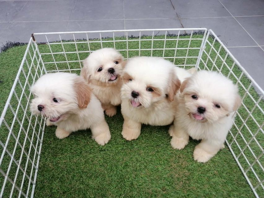 ด่วน!! ชิสุห์เเท้ 6900 ลดเหลือ เริ่มต้น 4000 สีขาวครีม สีหายาก ช.3 ญ 1  วัคซีน ถ่ายพยาธิเทสลำไส้ พร้อมย้าย รูปที่ 3