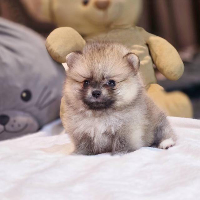 ปอมเมอเรเนียนแท้ ทีคัพ เพศเมีย 8