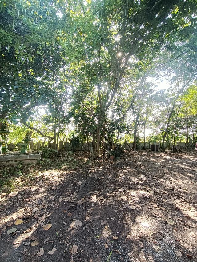 ที่ดิน5 ไร่2 งาน69 ตรว.ฟรีบ้านเดี่ยวชั้นเดียว128 ตรม.1 หลัง 17