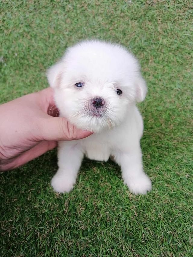 ดญ.มะลิ 3500  6
