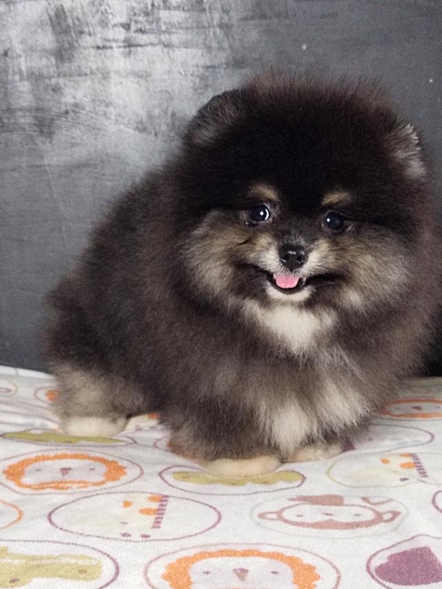 ปอมผู้