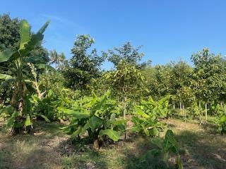 ขายที่ดินติดริมแม่น้ำน่าน อำเภอชุมแสง จังหวัดนครสวรรค์ 10