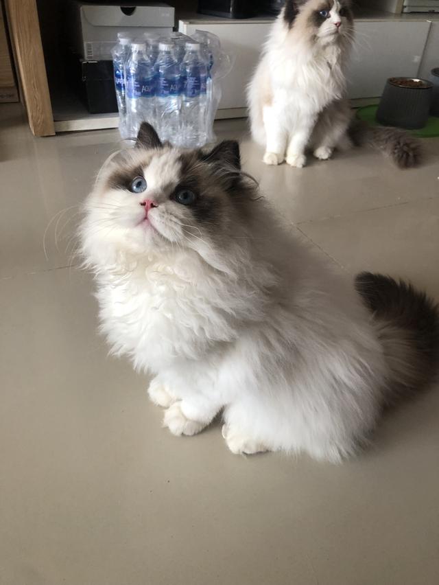 แมวแร็ดอล เด็กผู้หญิง 3เดือนกว่า พร้อมย้ายมาดูตัวได้ รูปที่ 2