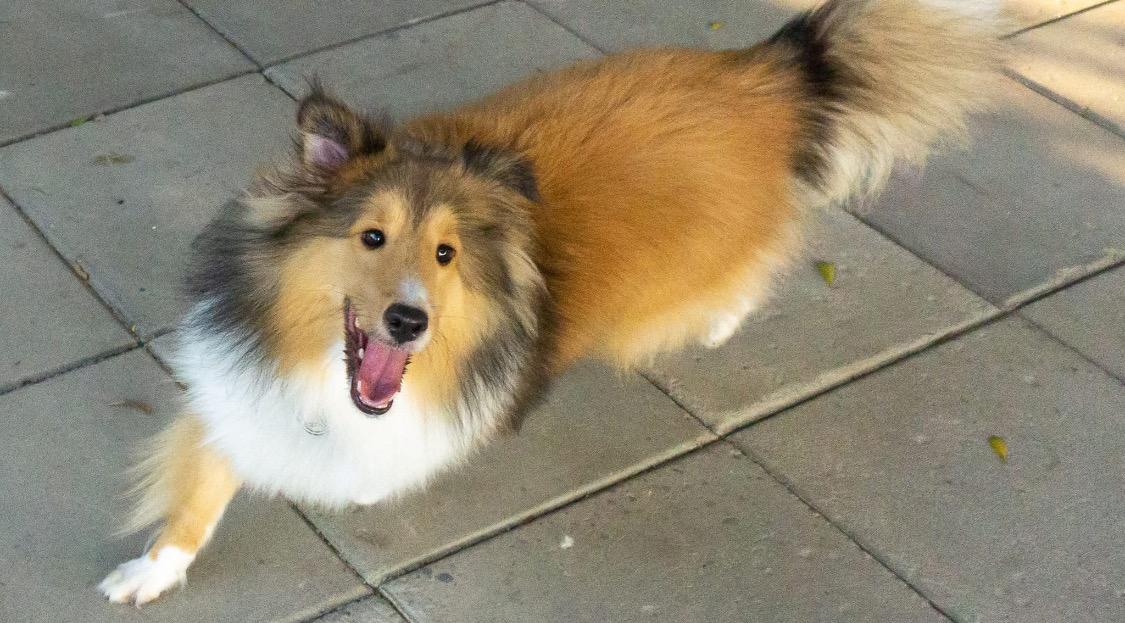 ปล่อยด่วน Shetland Sheepdog