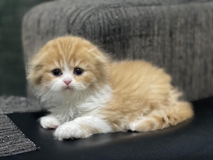 น้องส้มมงคล-เพศผู้(เกิด19/9/68) 8