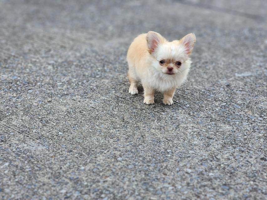 ชิวาวาไซส์จิ๋ว. วัคซีน 2 เข็มแล้ว. อยากมีบ้านคร๊าบบ สุขภาพแข็งแรง รับประกันโรคครับ 😊 รูปที่ 7