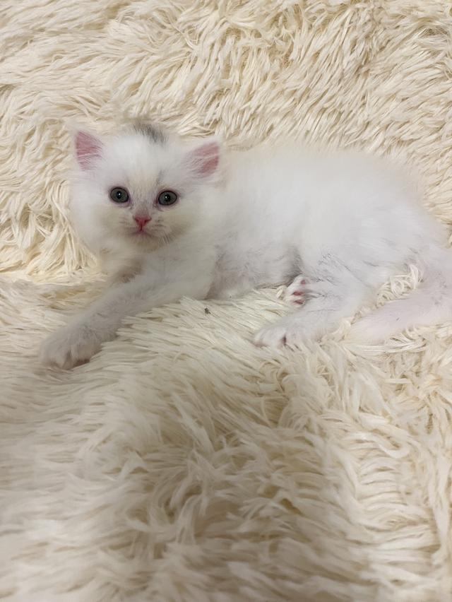 แมวเปอร์เซีย 😊🤭😆😁่ี่ 11