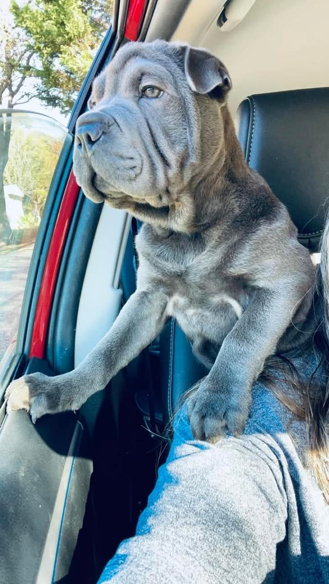 ขาย Shar Pei สีดำ 2