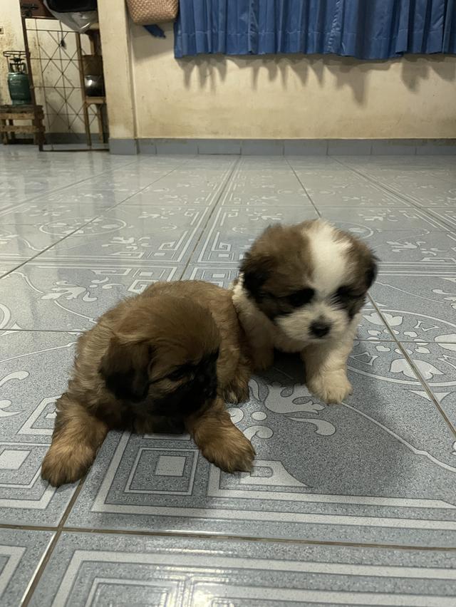 ขายลูกสุนัขพันธ์ุผสม 2 ตัว 2