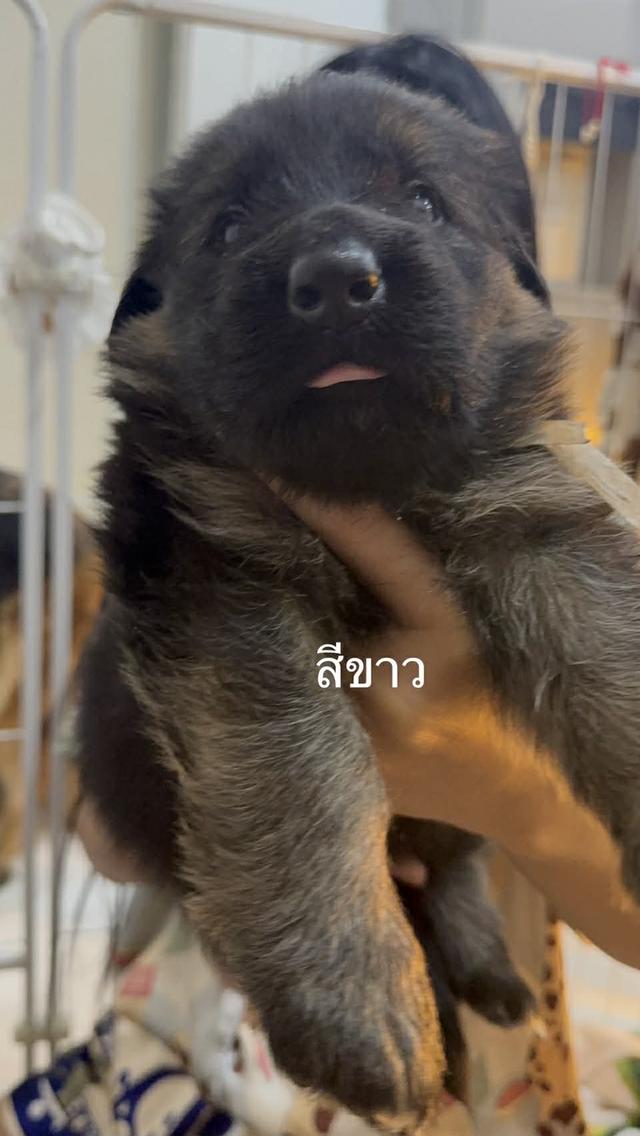 ลูกเยอรมันเชพเพิร์ด ขนยาว