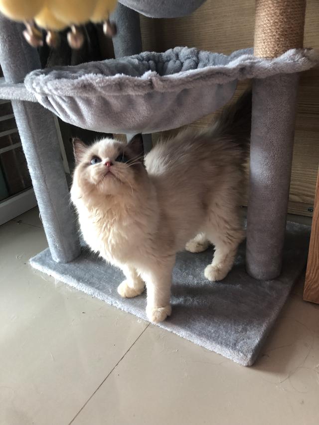 แมว แร็กดอลเป็นสาวน้อย3เดือน กรุงเทพมาดูตัวน้องได้ร่ะ