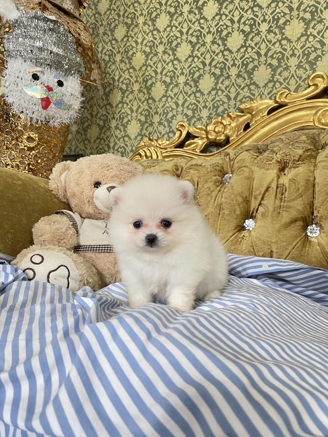 ปอมแทิ อายุ2เดือน พร้อมย้ายบ้าน มาดูตัวจริงได้ค่ะ 4