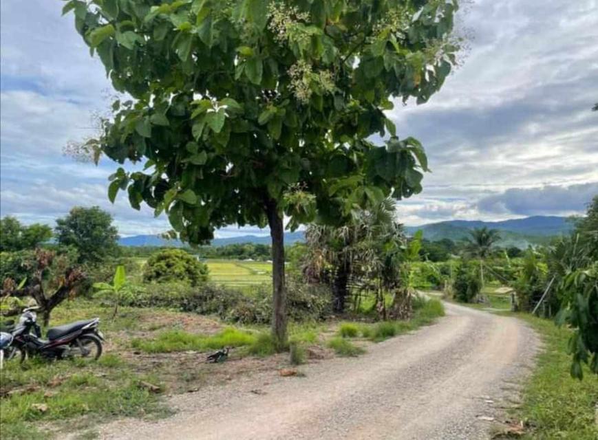 🌳ขายที่ดินเจ้าของขายเอง ด่วน📌 6