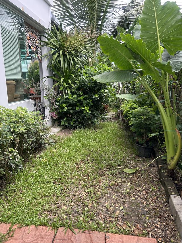 บ้านเดี่ยว หมู่บ้านชัยพฤกษ์ทางด่วนรามอินทรา-จตุโชติ 15