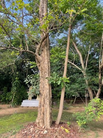 ขายที่ดินพร้อมบ้านหรูสองชั้นหลังใหญ่ ใกล้ตัวเมืองนครนายก 8