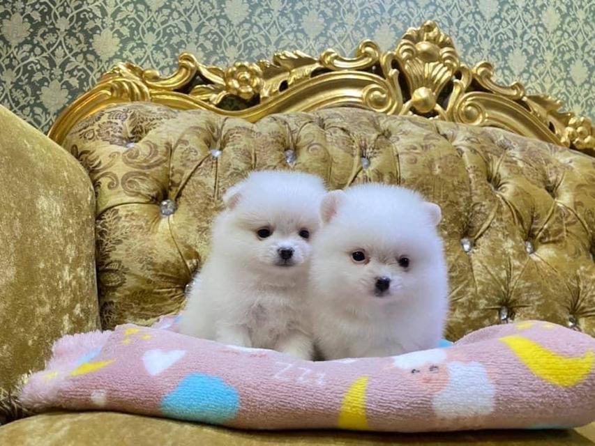ลูกปอมแท้ อายุ50วัน หน้าหมี อ้วนกลม มีหลายตัวให้เลือก รูปที่ 4