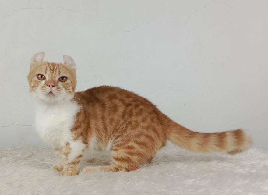 4.แมวมันช์กิ้น/เพศผู้ หาบ้าน Munchkin Cat/Male looking for a new home 5