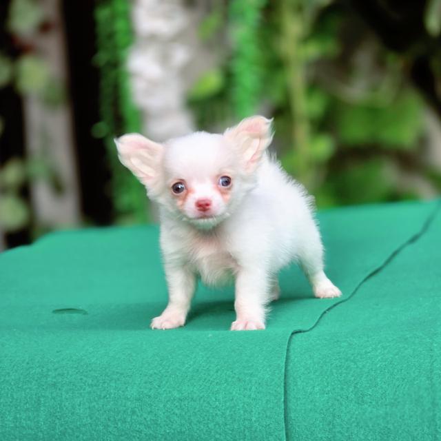 Chihuahuaขนยาว เด็กชายเทนเทน 3