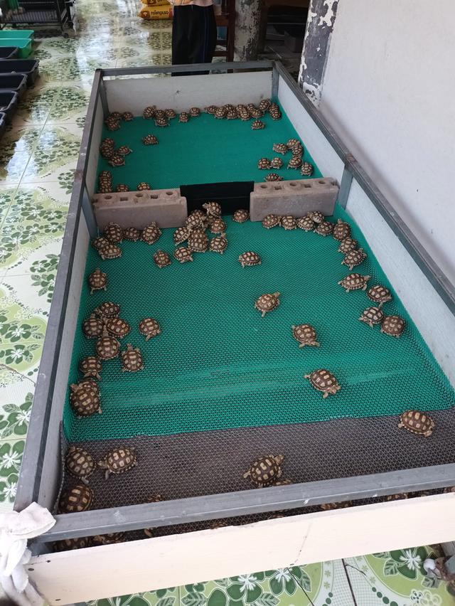 เต่าบก เต่าซูคาต้า Sulcata รูปย่อยที่ 4