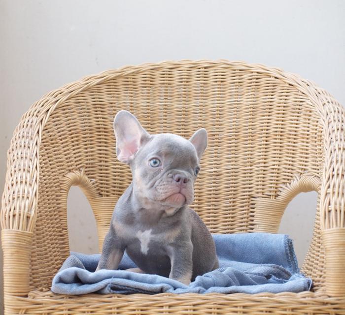 ขาย - เฟรนช์ บูลด็อก (French bulldog)  3