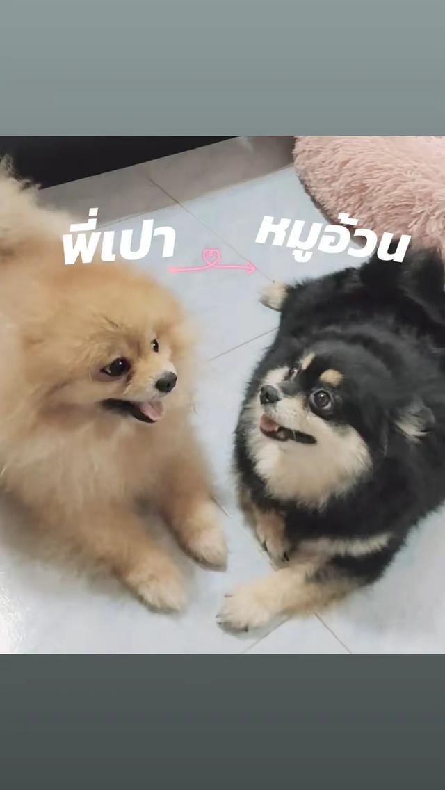 สุนัข ปอมเมอเรเนียน (พ่อพันธ์ แม่พันธ์ ) รูปที่ 3
