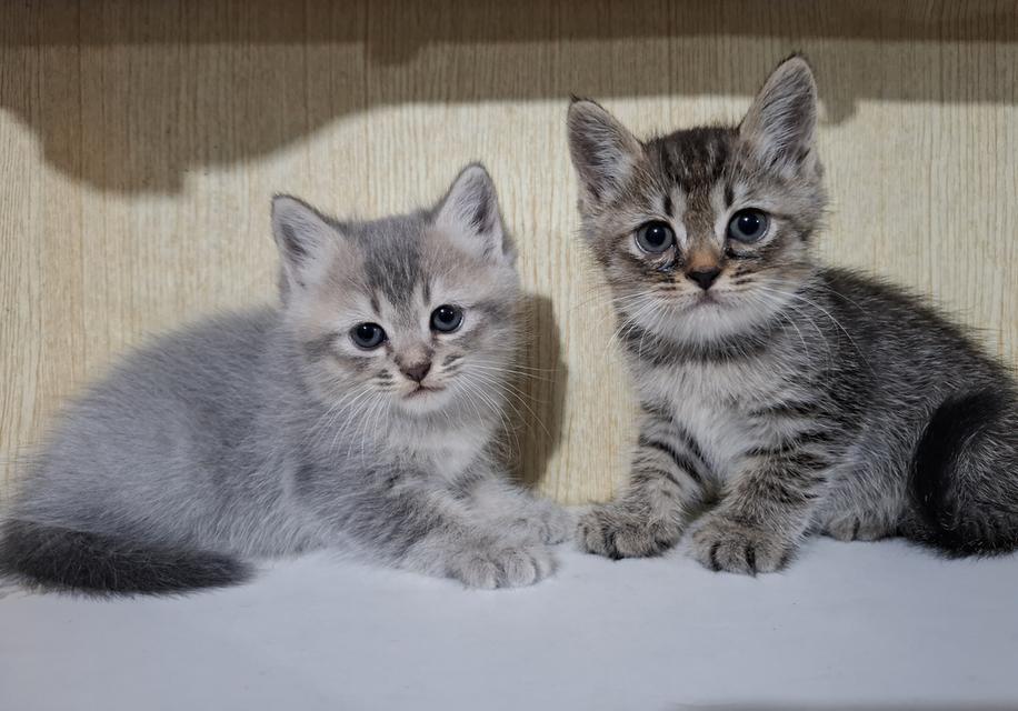 ลูกแมวเปอร์เซีย+ลูกครึ่งเปอร์เซีย รูปที่ 5