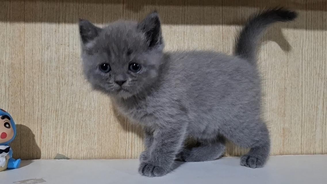 ลูกแมวบริติช. สีบลู. 3