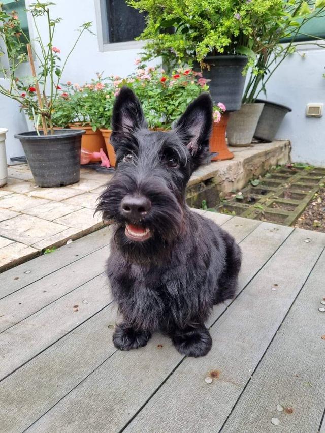 ลูกสุนัข Scottish Terrier หาบ้าน