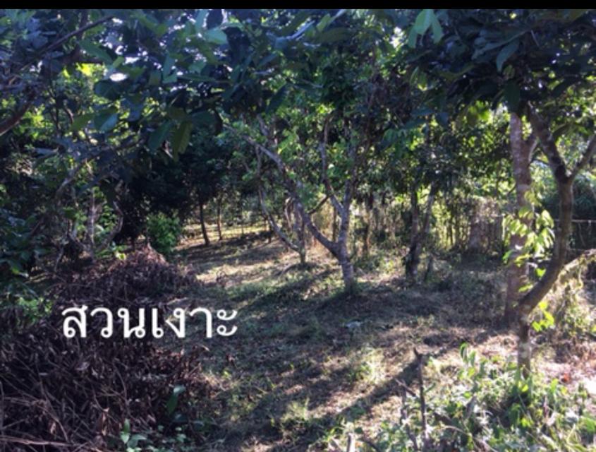 ขายสวนเงาะอยู่หลังเซเว่นตลาดสดทุ่งช้าง 8