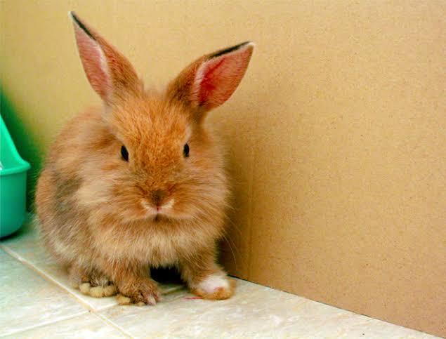 กระต่ายเจอร์ซี วูลลี สีน้ำตาล