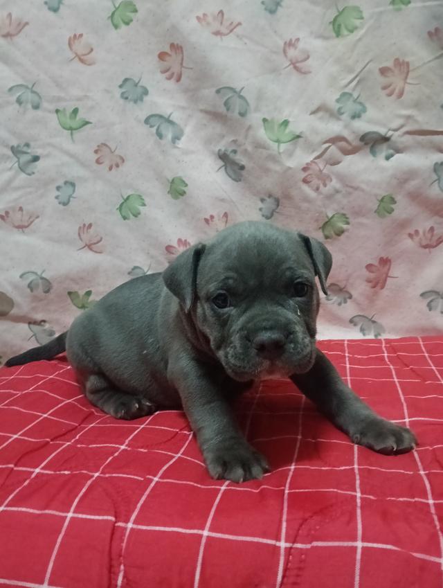 ลูกสุนัขพันธุ์อเมริกันบูลลี่สีบลู