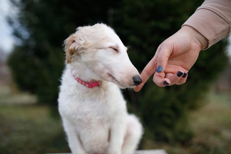 สุนัข Borzoi ตัวผู้ 3