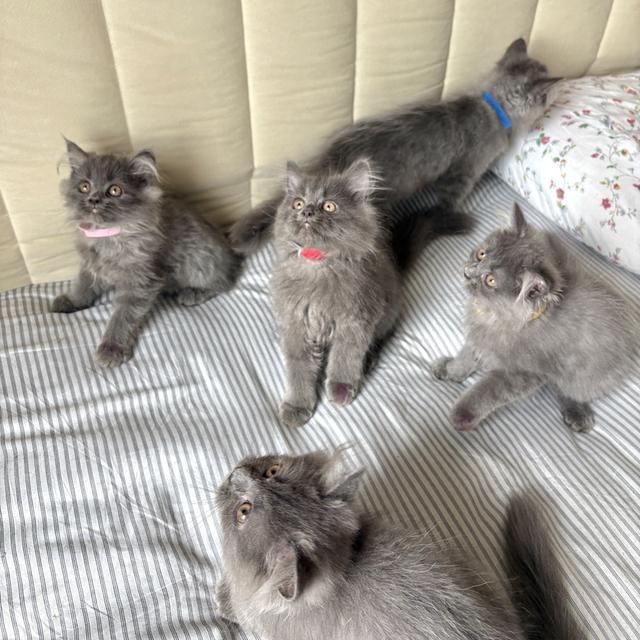 เปอร์เซียแท้ สีบลู