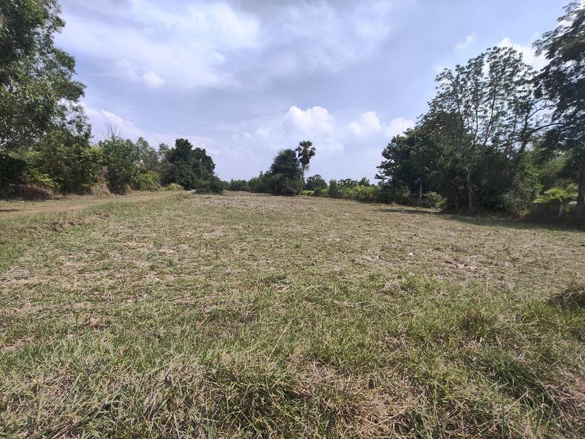 ขายที่ดินเปล่า แถวหนองบุ อุดรธานี 1