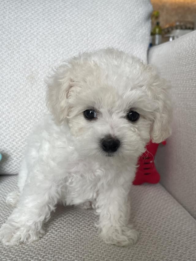 ลูกบิชองฟริเซ่ (เด็กชายมันดู) 7