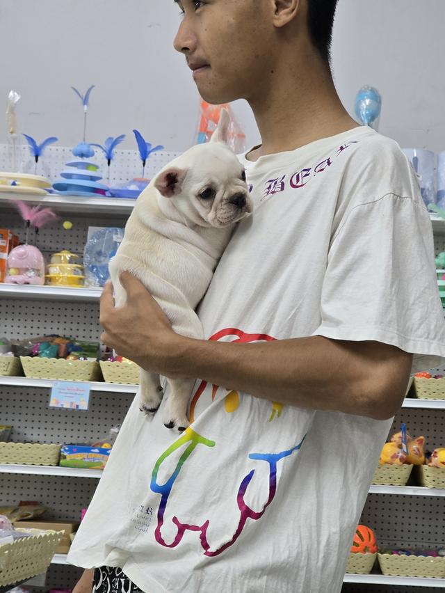 น้องเฟรนช์บูลด็อก พร้อมย้ายบ้านคะ