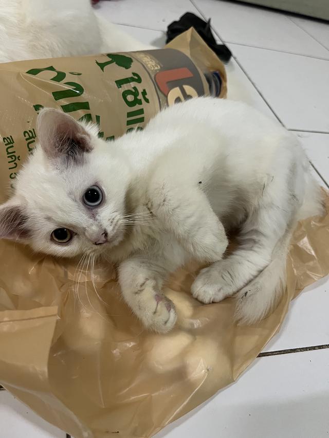 ขายแมววเด็ก4เดือน ขาวมณี