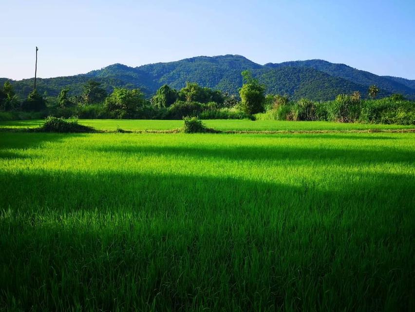 ที่ดินสวยวิวเขาหนองรี 9
